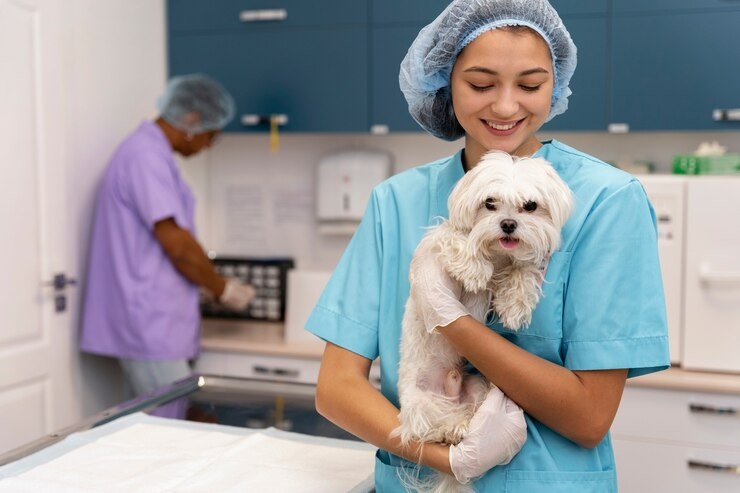 Contabilidade para clínicas veterinárias